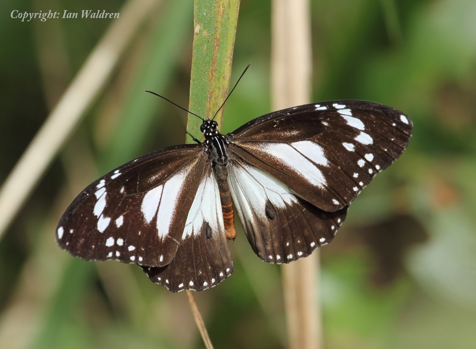 WILD TROPICAL QUEENSLAND Butterflies