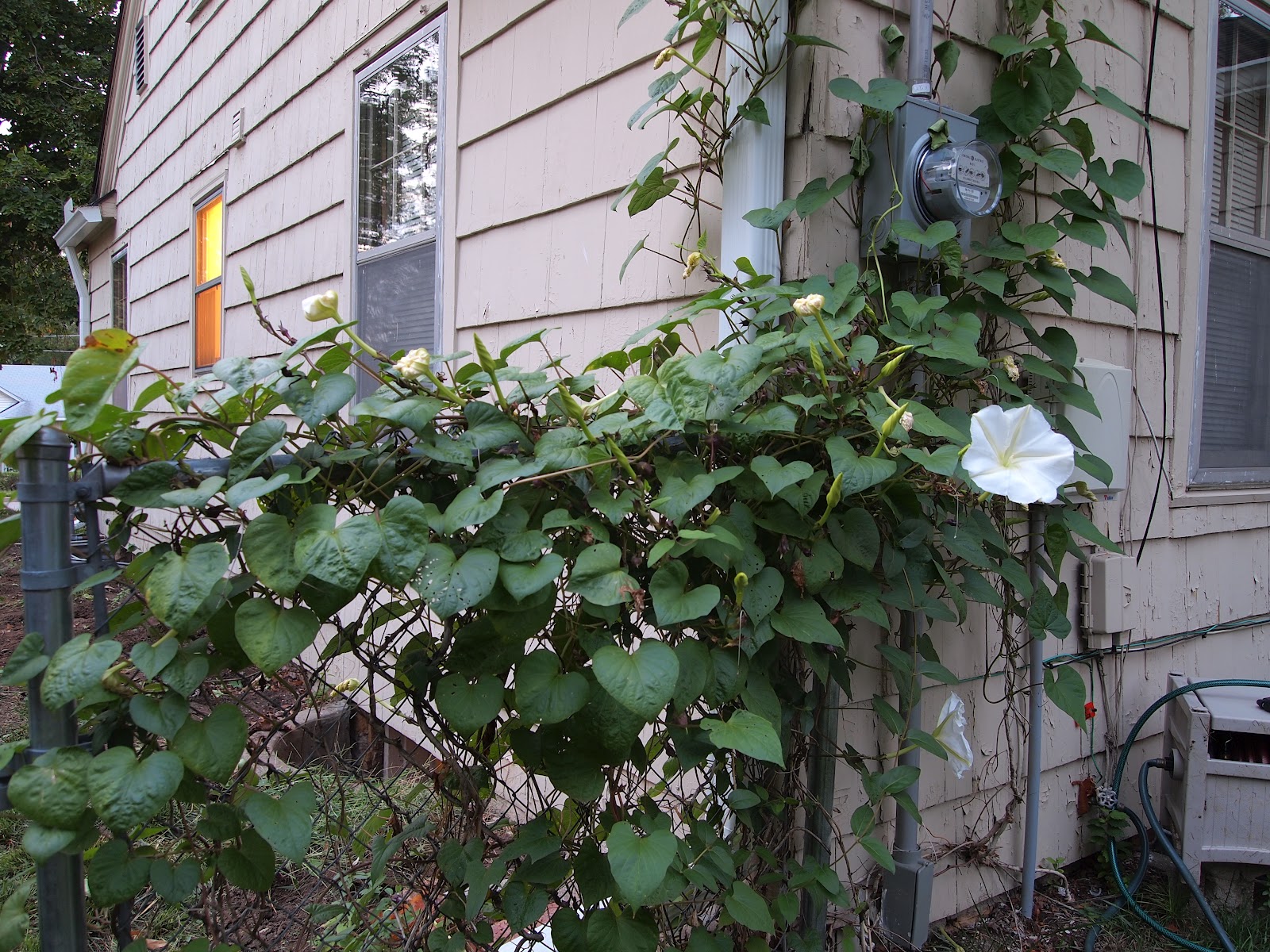 The Kiefer Cottage Planning for 2013 Moon Vine