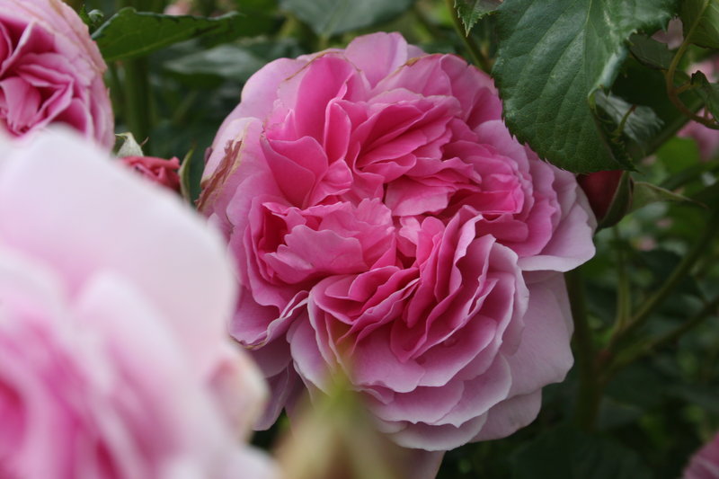 Roses of Richmond: Maid marion rose