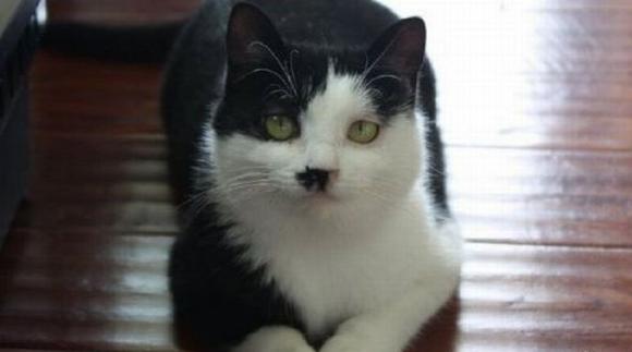 Adolf catler | Animal Photo