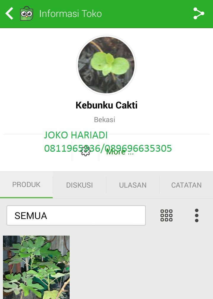 bibit kurma di indonesia bibit buah tin di bekasi bibit kurma di indonesia bibit buah tin di bekasi
