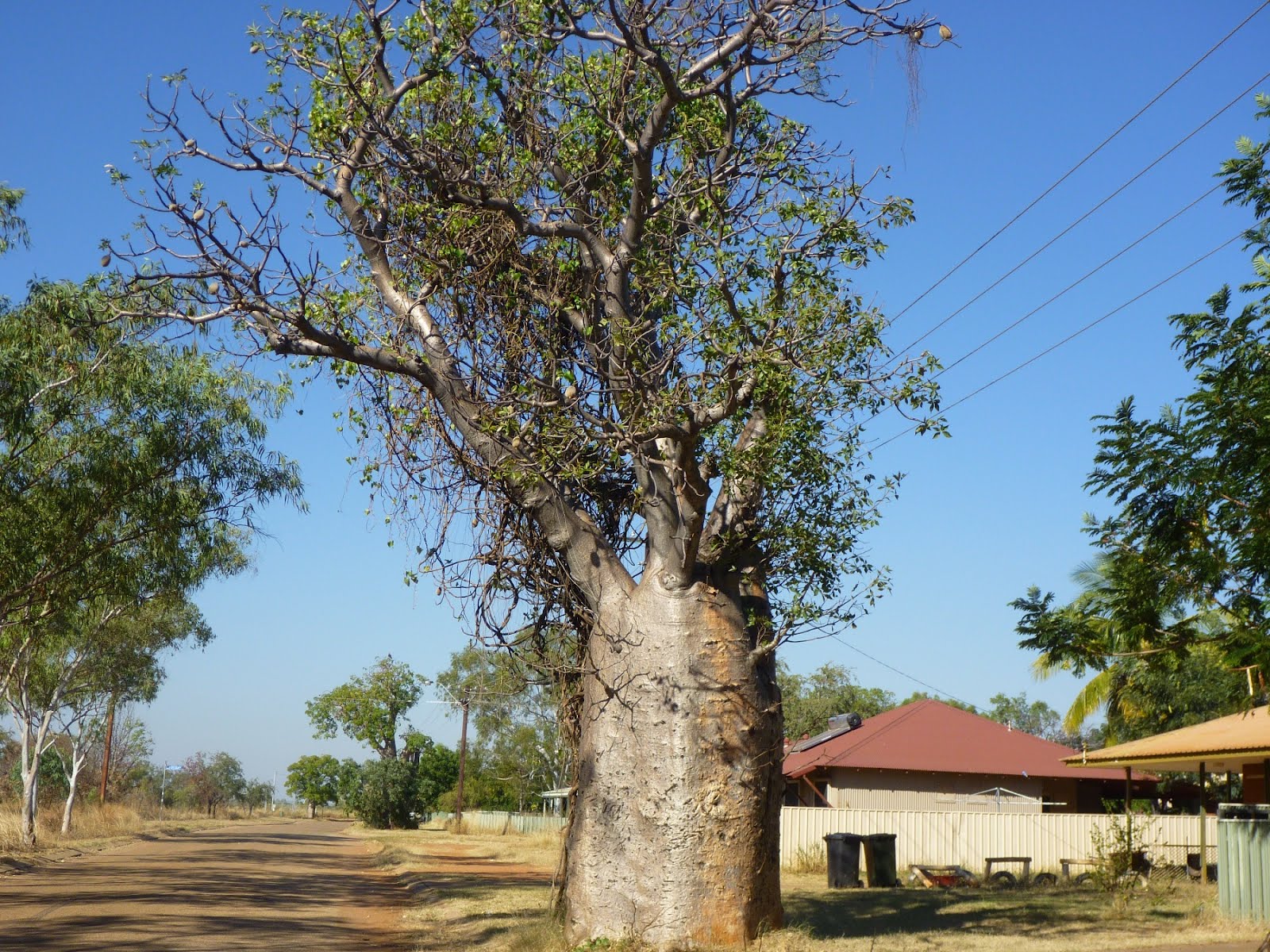 Just Keep on travelling Boab trees in Derby