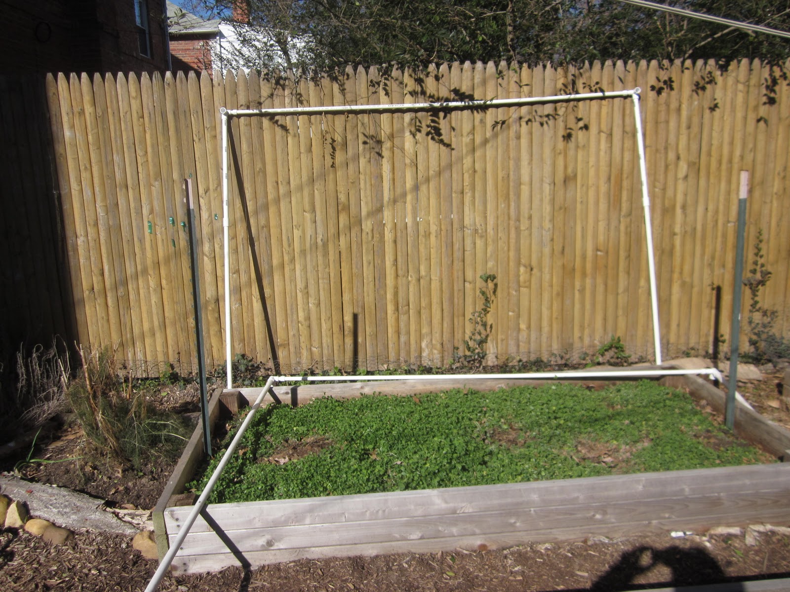 Pikeuliar Gardenings PVC Pipe = Future Greenhouse