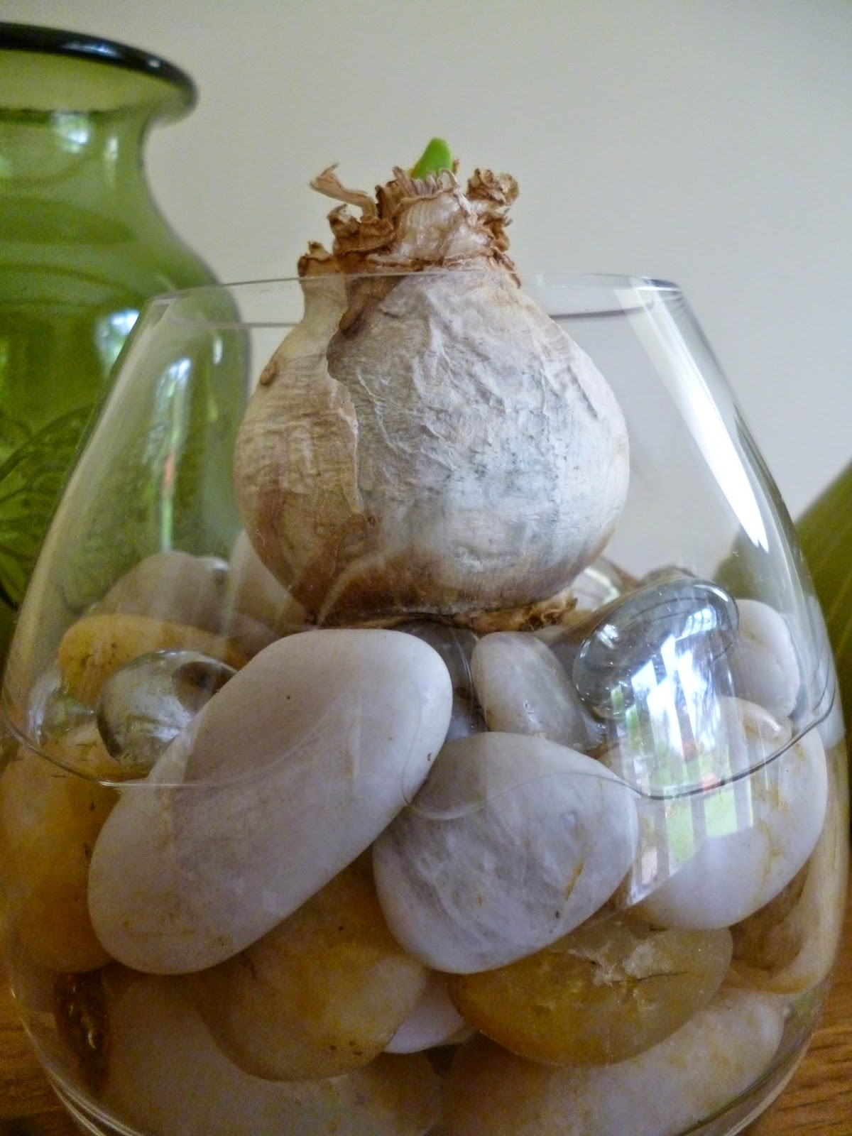 How to grow Hyacinth bulb vase for Christmas