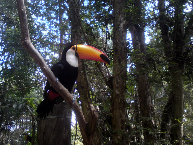 Lindo Tucano! Beautiful Tucano, a south america bird!