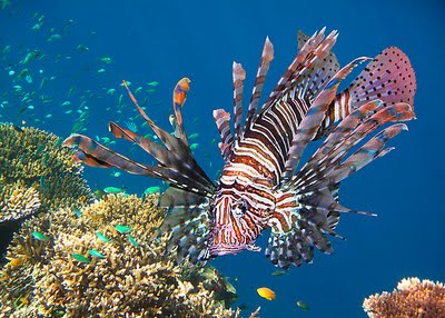 lionfish red ocean fish sea lion reef redbubble zebrafish invading atlantic barrier great