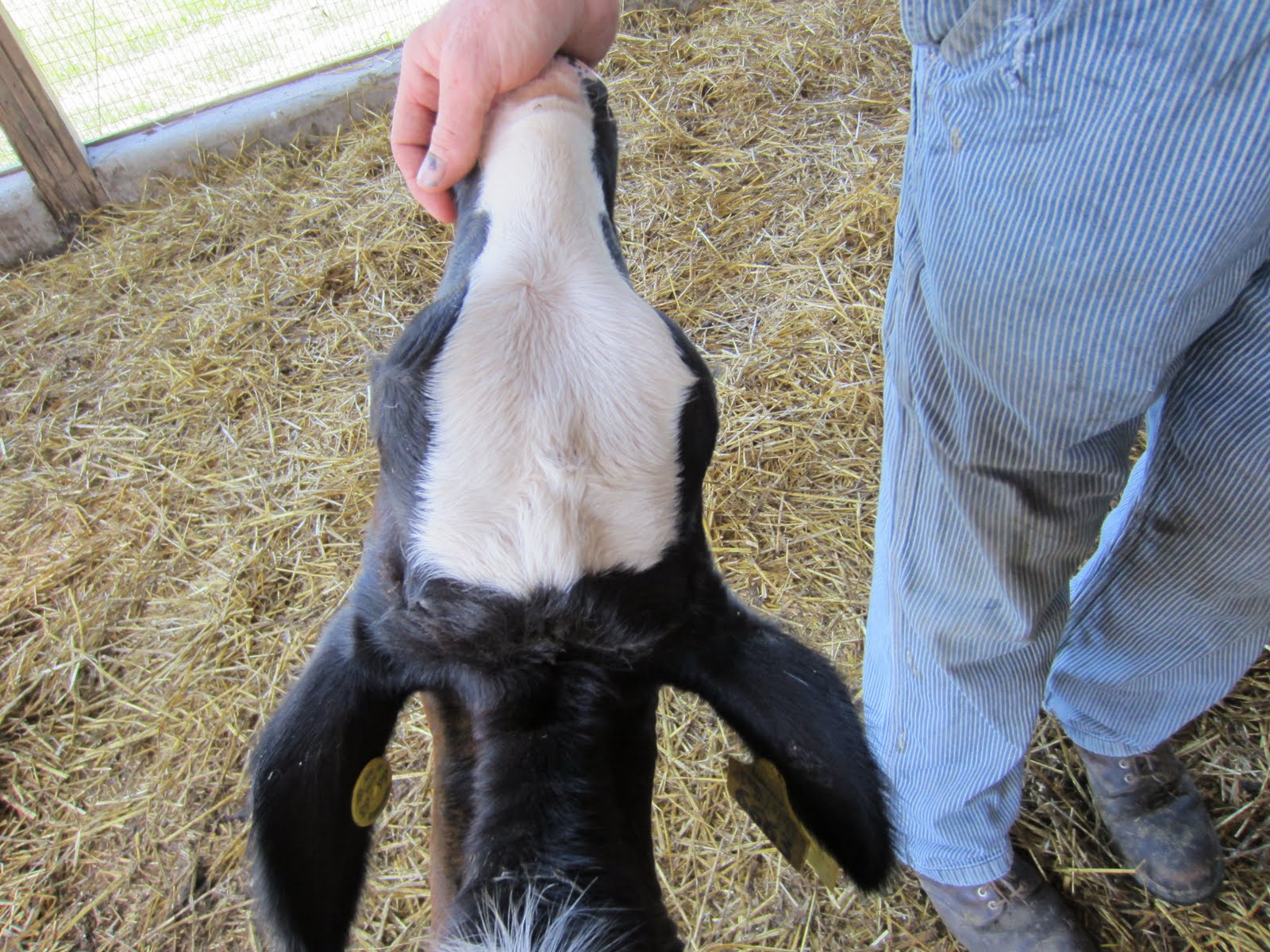 Dehorning Dairy Calves Farmer Bloggers