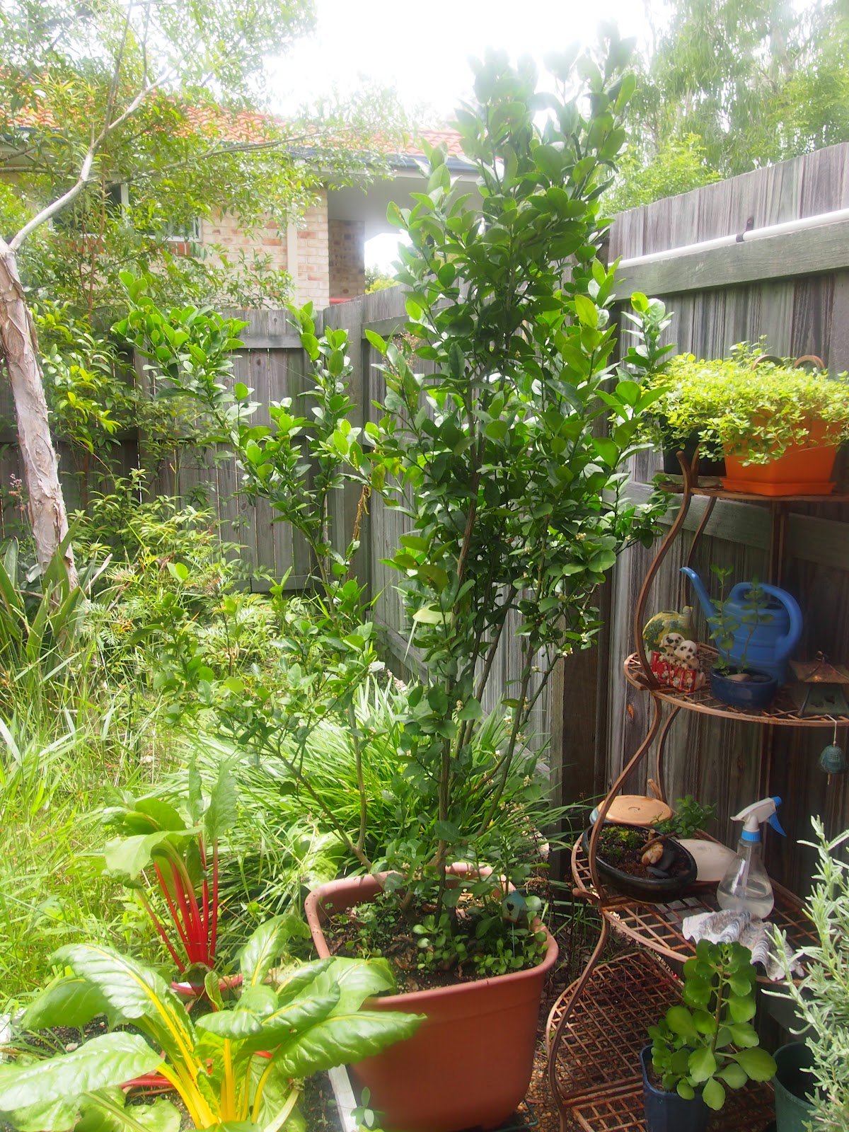 How Tall Does A Dwarf Lime Tree Get at William Curran blog