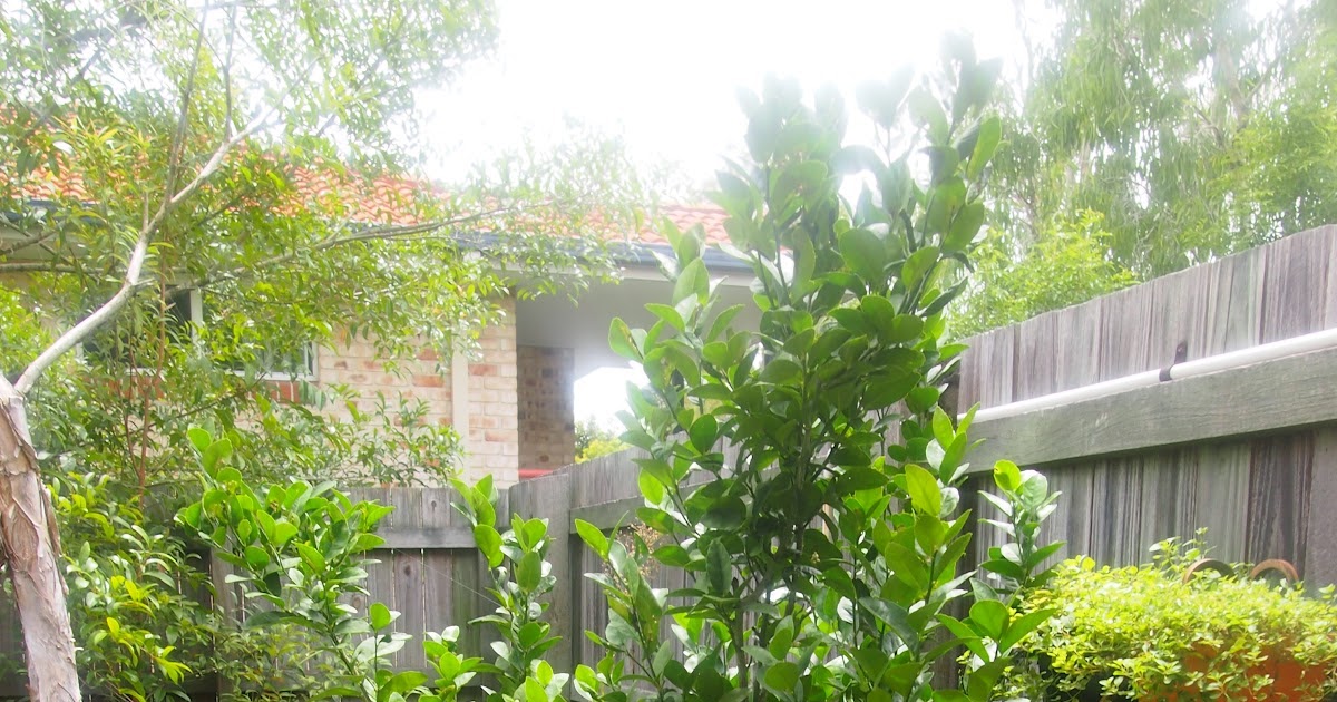 Flushed with Rosy Colour A Happy Potted Dwarf Lime Tree