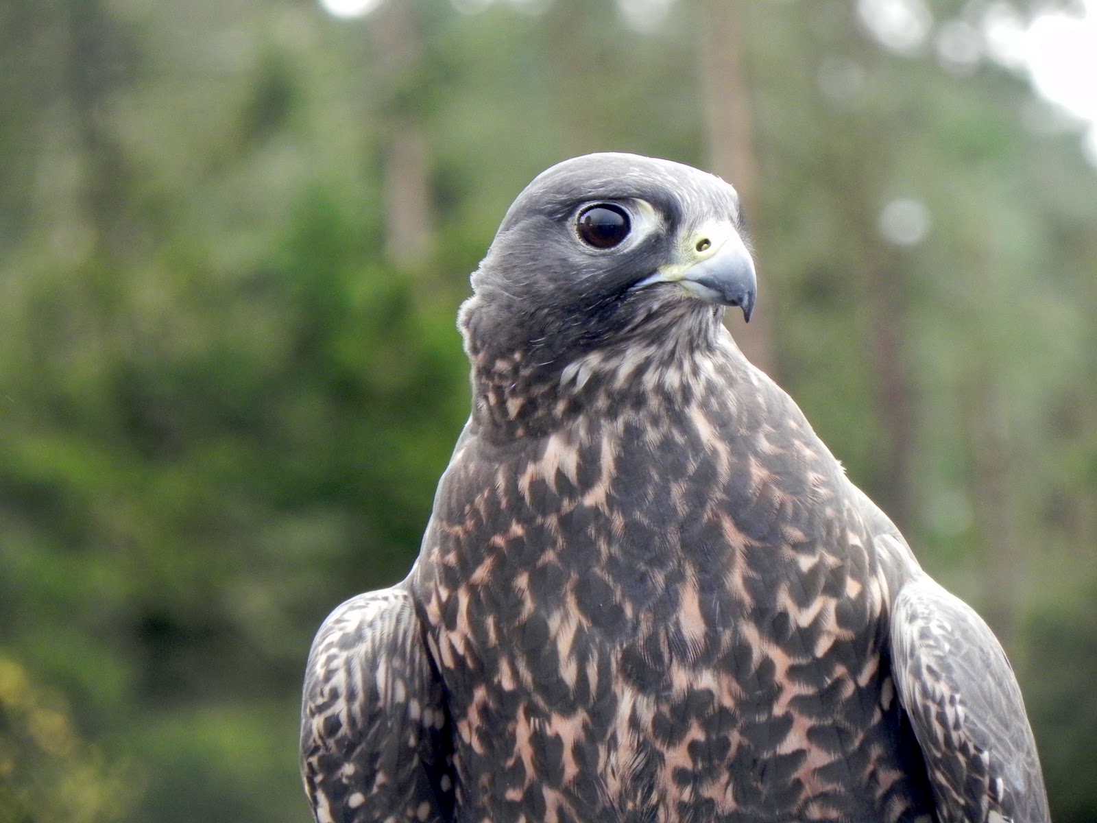 hawk and falcon hawk and falcon