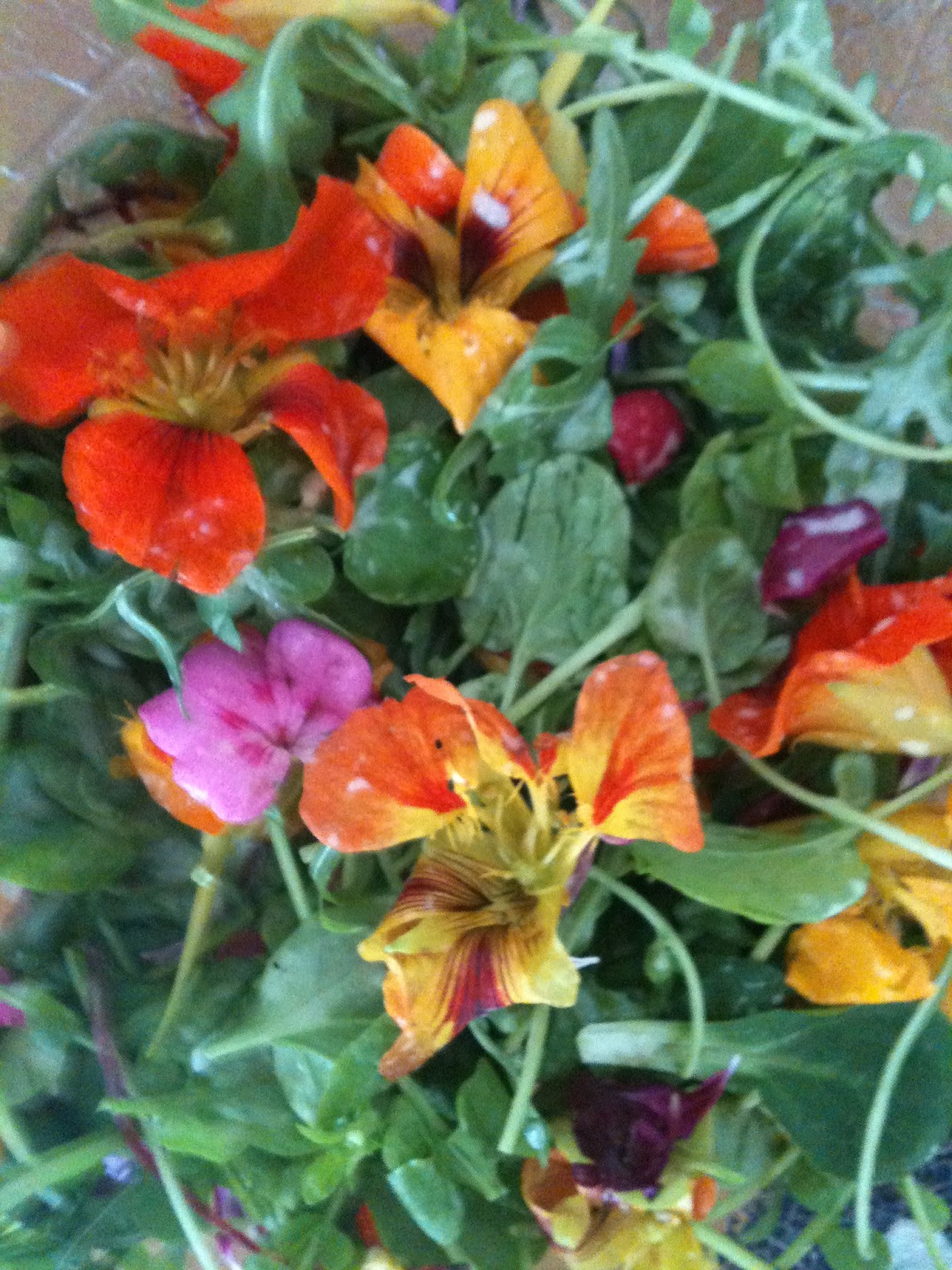 Passionately Raw! Rainbow Spring Salad with Edible