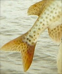 Muskellunge