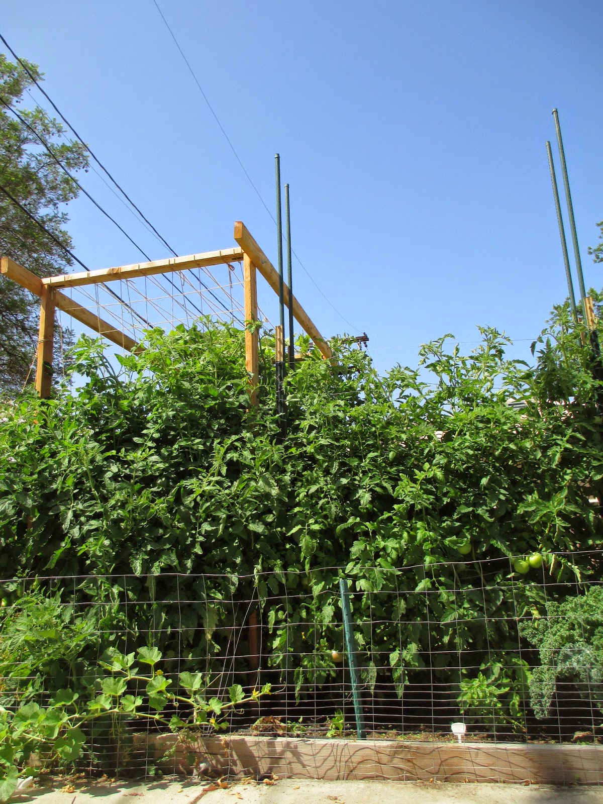 Andie's Way Dream Big Extending My Tomato Trellis