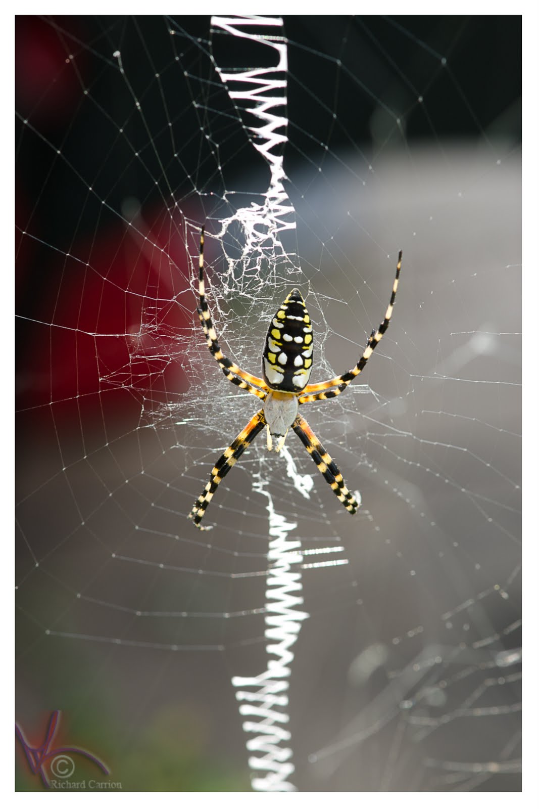 writing spider pictures Brown recluse spider bite pictures, photos, images here is more information on brown recluse spider bite stages symptoms, treatment. writing spider pictures Brown recluse spider bite pictures, photos, images here is more information on brown recluse spider bite stages symptoms, treatment.