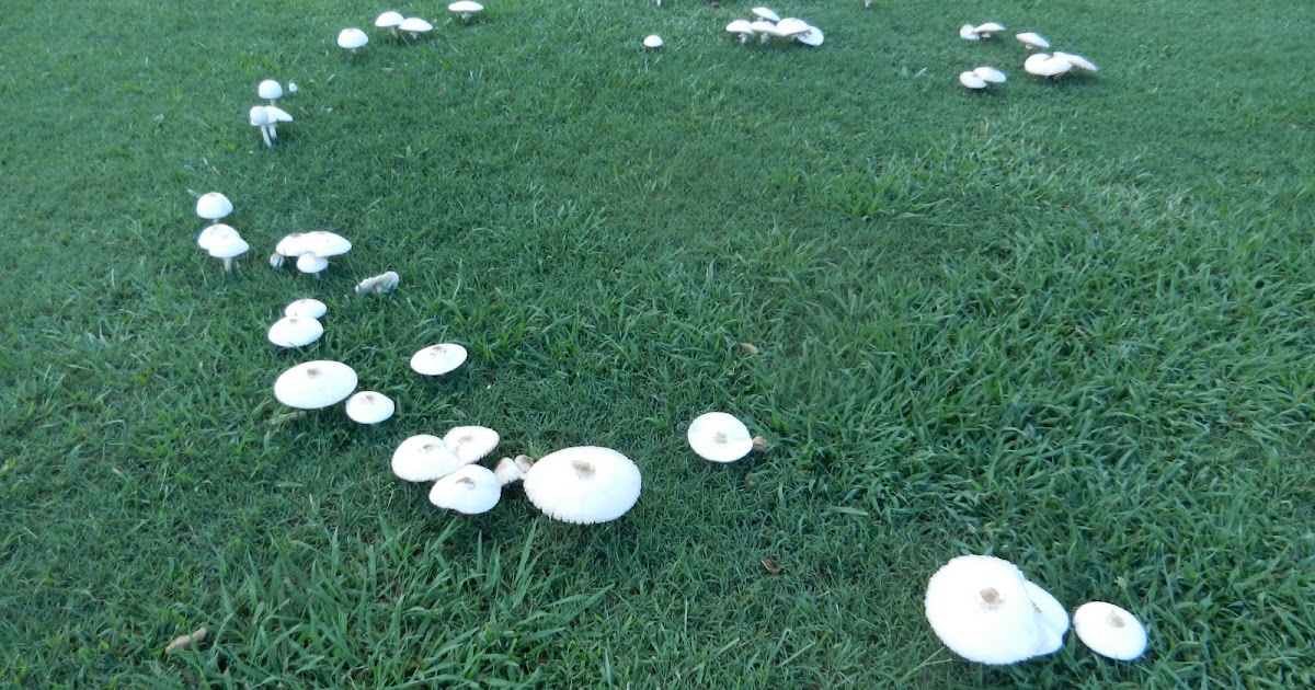 The Impatient Gardener Fairy Ring