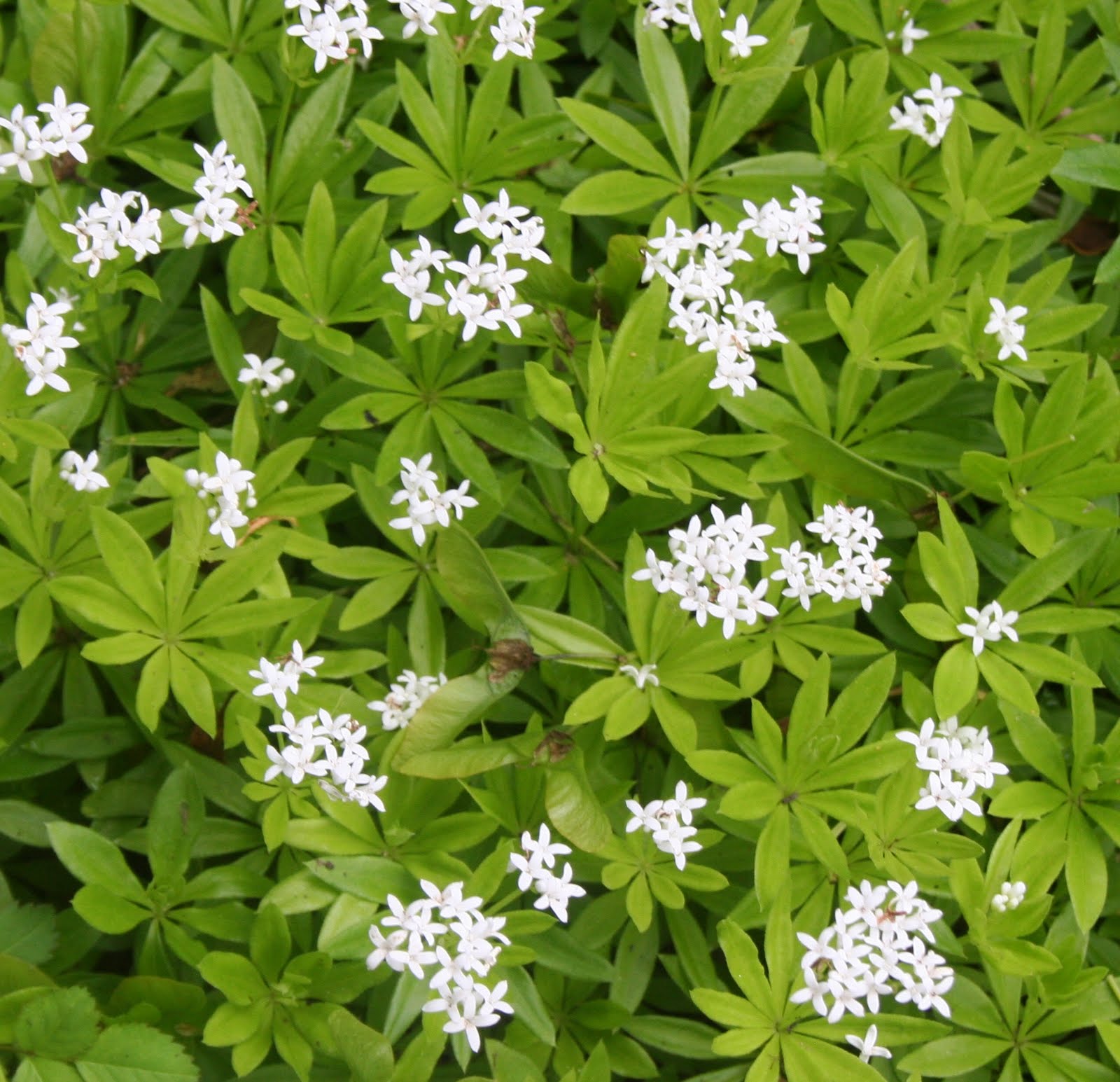 Our Garden Journal Delicate Sweet Woodruff