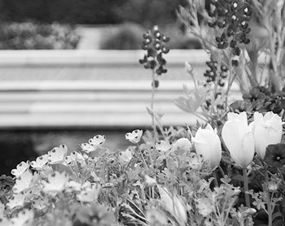 Black and White Photos with ACR 7 Black and White Photos with ACR 7