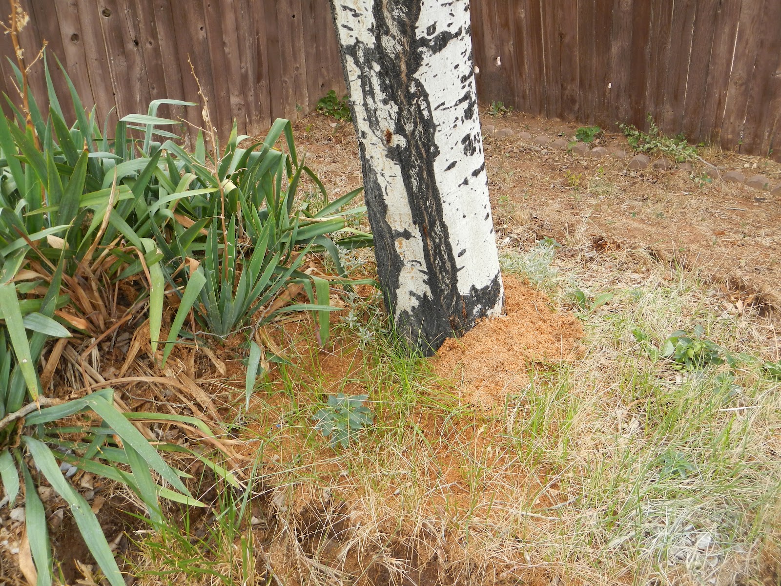 Master Arbor Birch Tree Carpenter Worms
