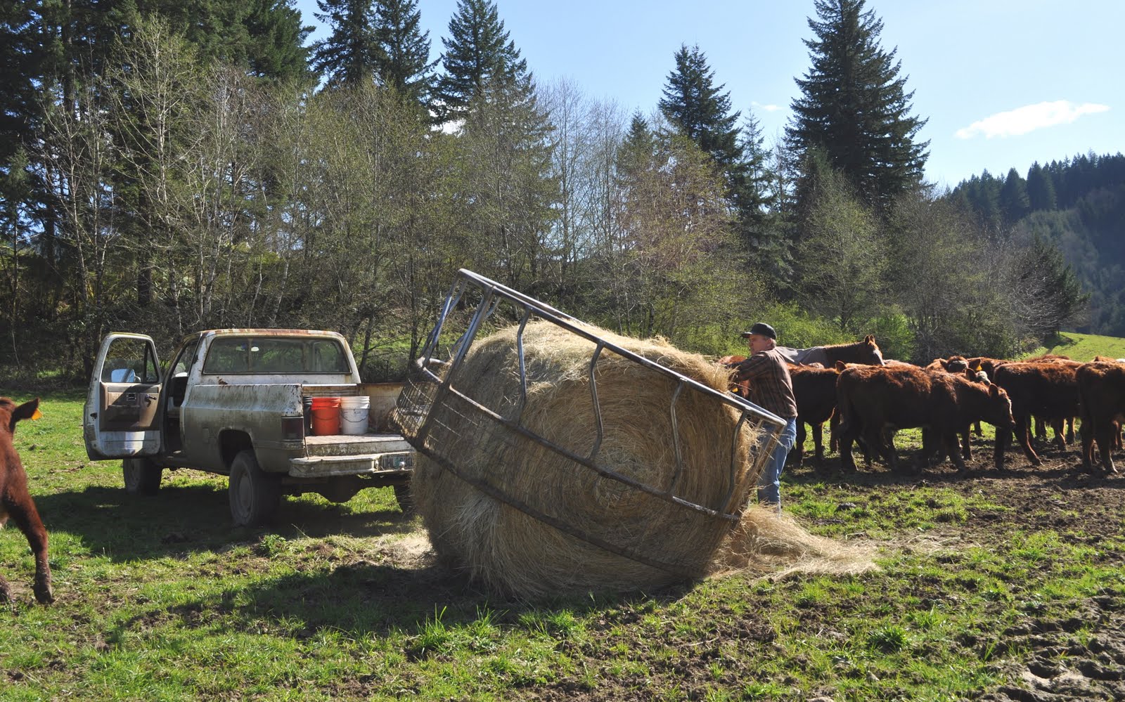 LuAnn Kessi Feeding Yearling Cattle...
