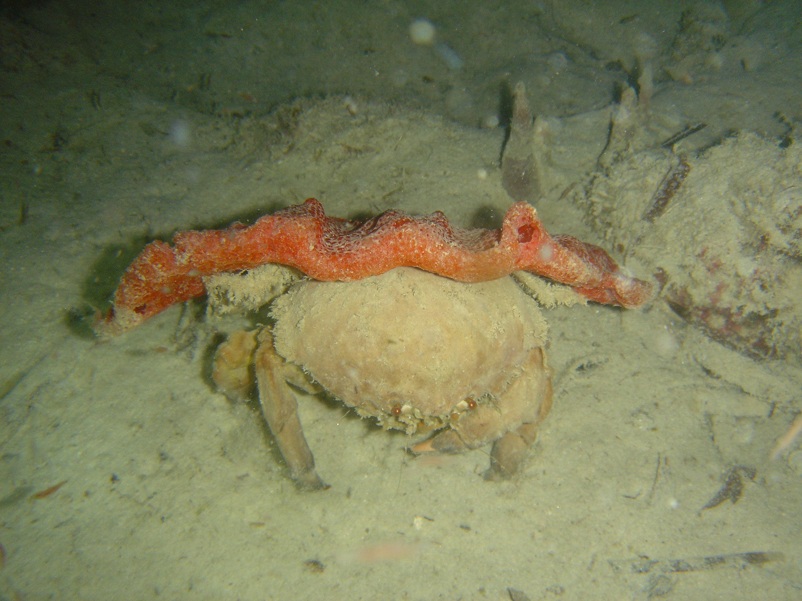Real Monstrosities Sponge Crab