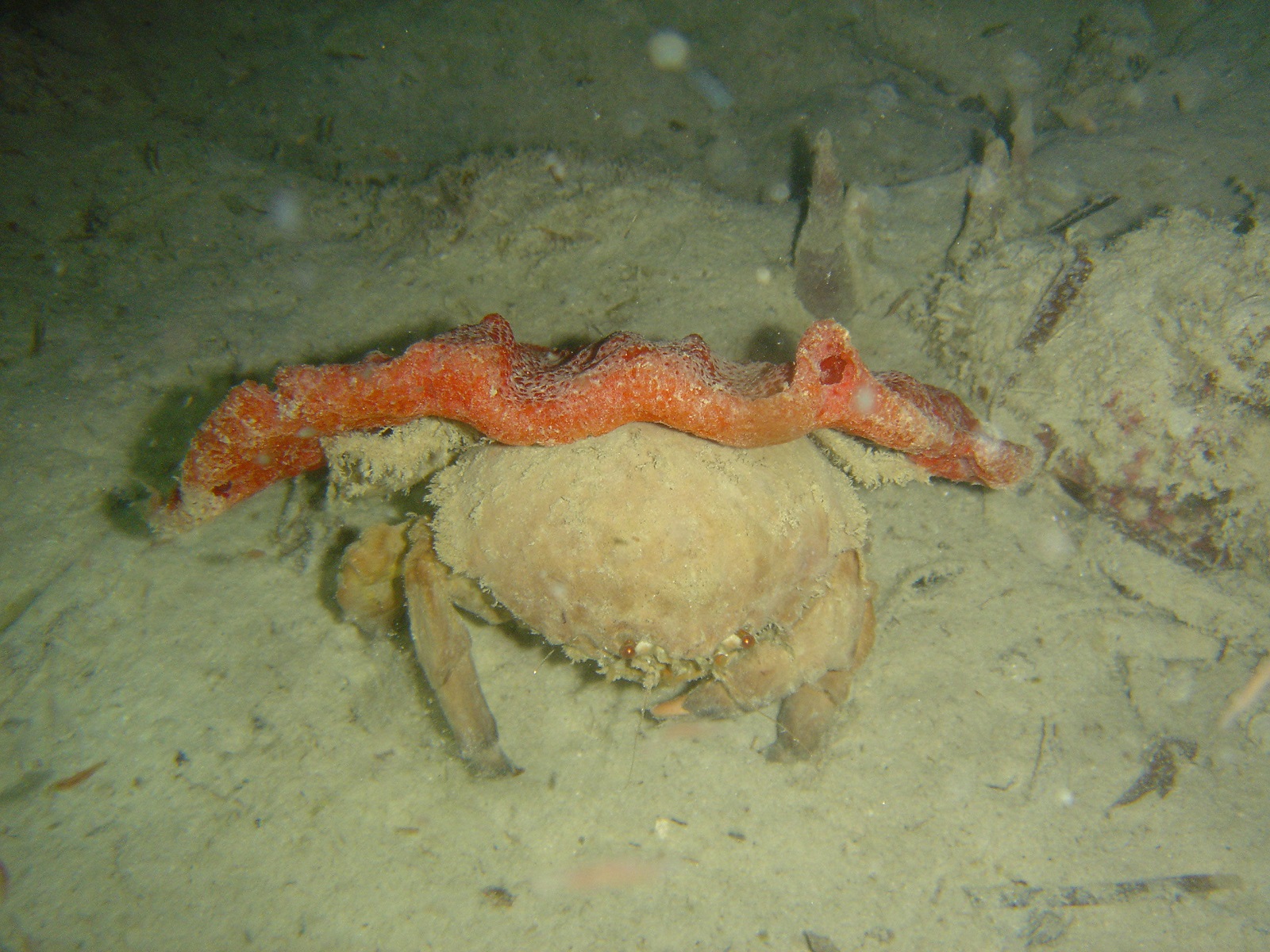 Real Monstrosities: Sponge Crab