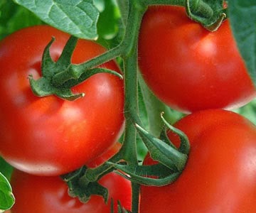 وصفات أغذية لتقوية الذاكرة - الطماطم
