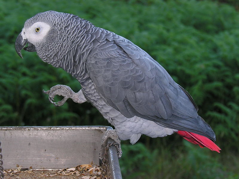 African grey parrot zoo animals African grey parrot zoo animals