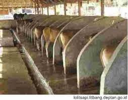 Gambar Kandang Sapi Potong desain kandang sapi potong