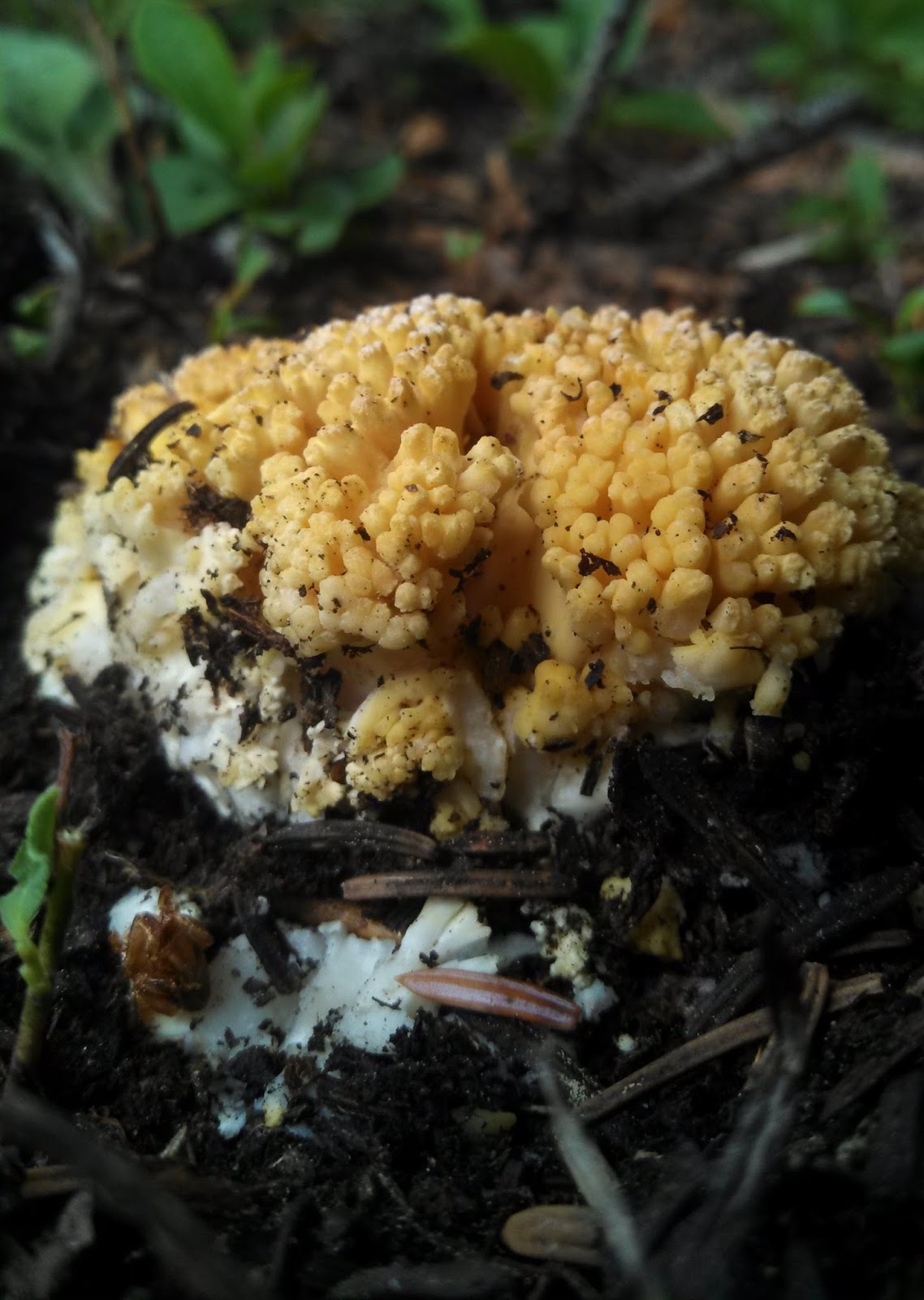 Souvenir Chronicles COLORADO THE GREAT MUSHROOM HUNT