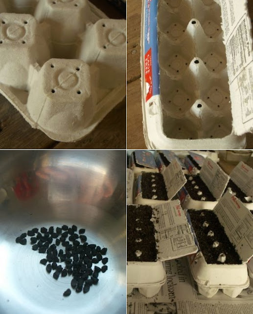 Seedlings in egg cartons 101 Gardening