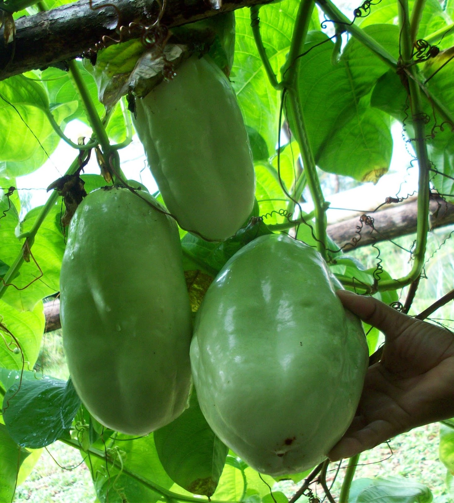 FALSE BLUFF NICARAGUA Passion fruit