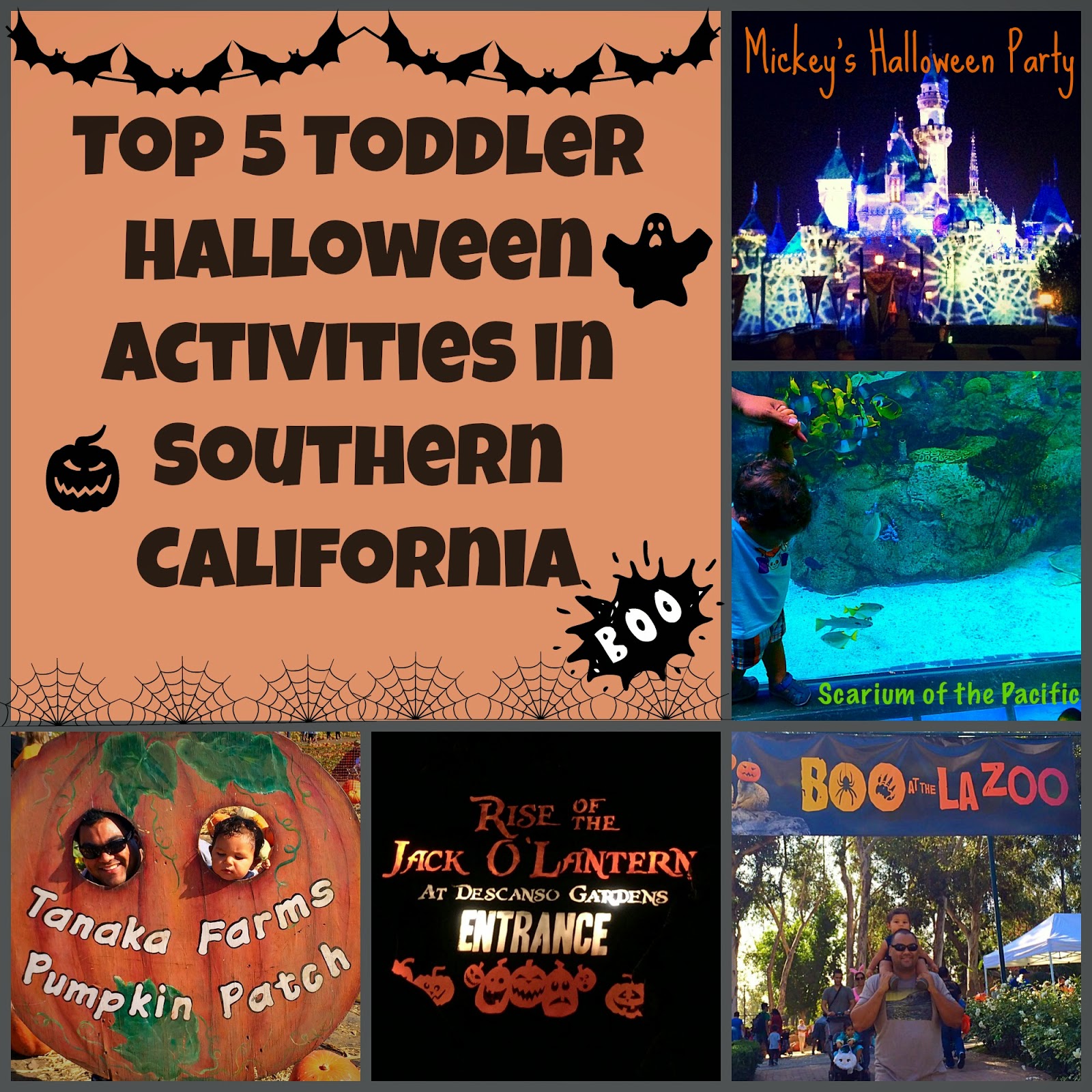 The Joni Journey October 2014