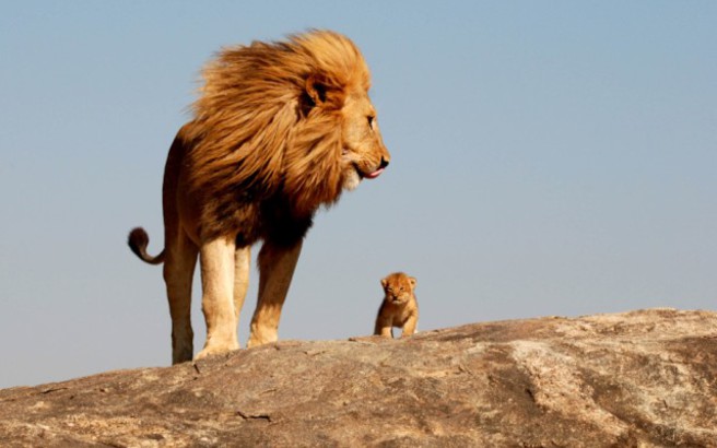 Το λιοντάρι … ο βασιλιάς των ζώων