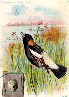 the late bird the late bird