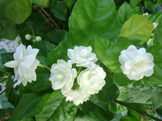 [Image: su-tich-hoa-nhai-5.jpg]