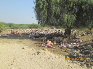 "Cattle Graveyard".Carrion birds and feral dogs feeding on cattle carcasses.