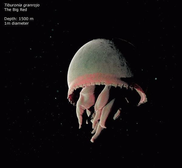 24 Weird Creatures from the Mariana Trench Weird Things, Weird