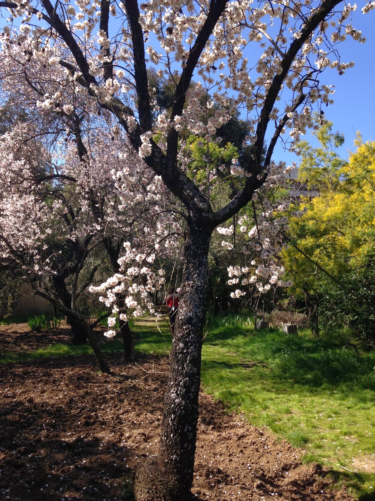 There are also Almond trees!