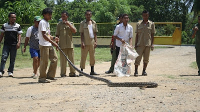 Ular Sanca Ditemukan di Workshop Dinas PU