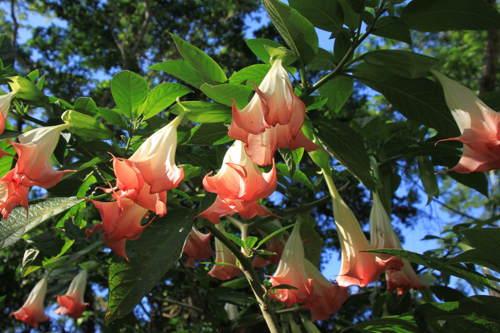 JAMAICA Exxperience JAMAICA Exxperience 54 Jamaican Flowers 3