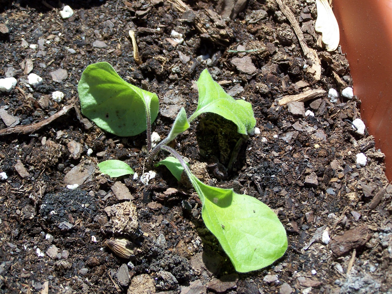 Captive Roots Plants Wilting in the Cold