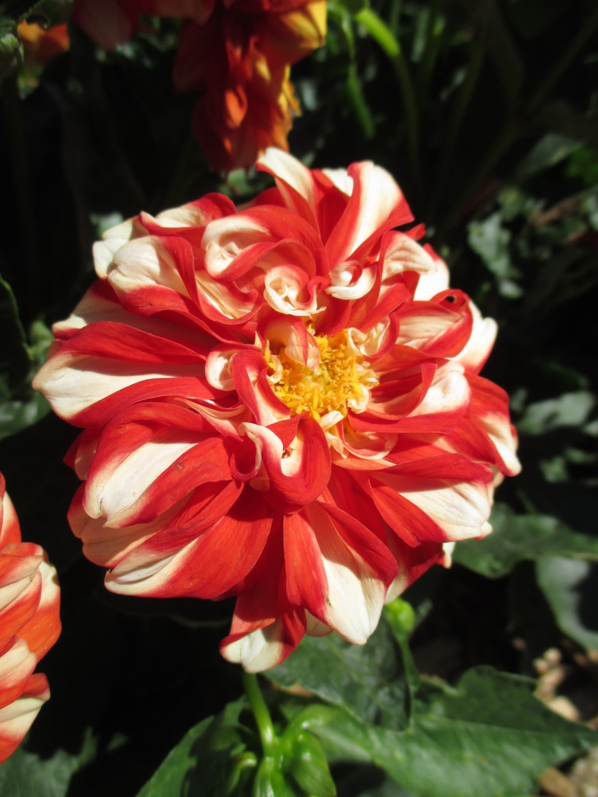 Orange Tree Flowers Stock Photos Orange Tree Flowers Stock