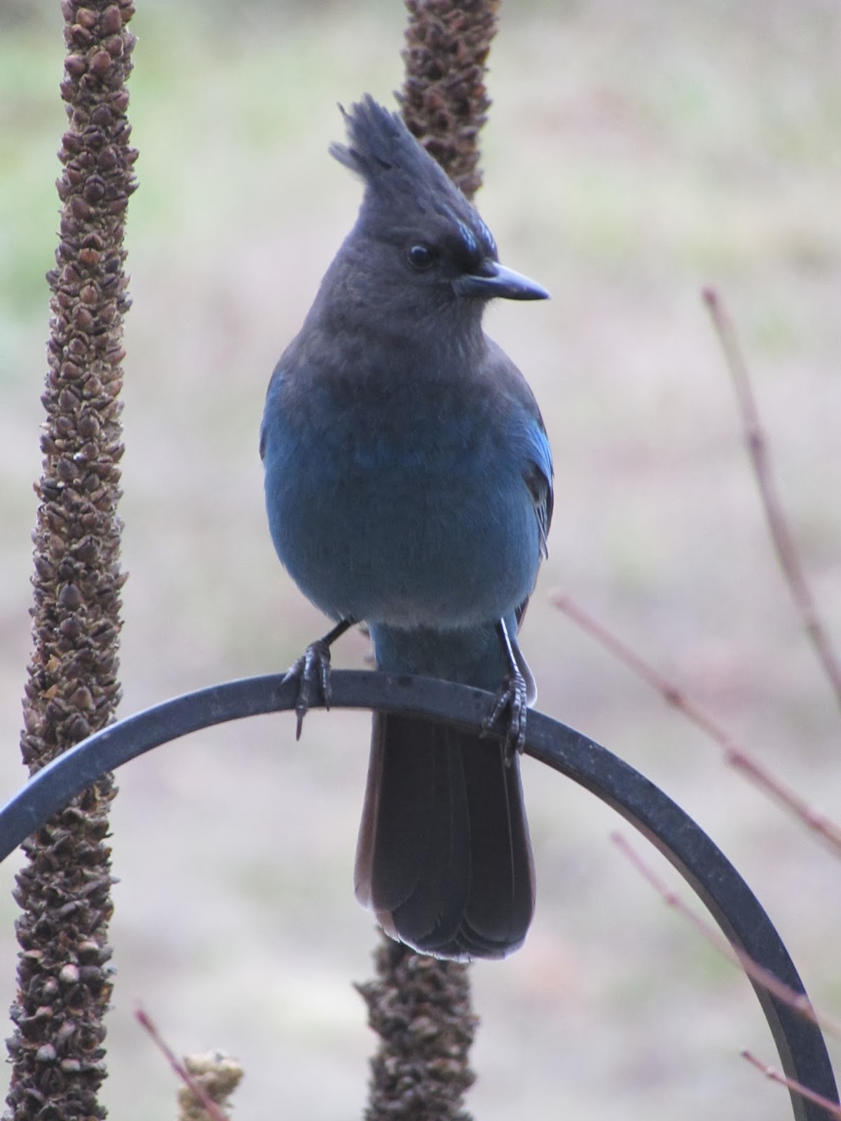 Garden Grumbles and Cross Stitch Fumbles A Symphony in Blue