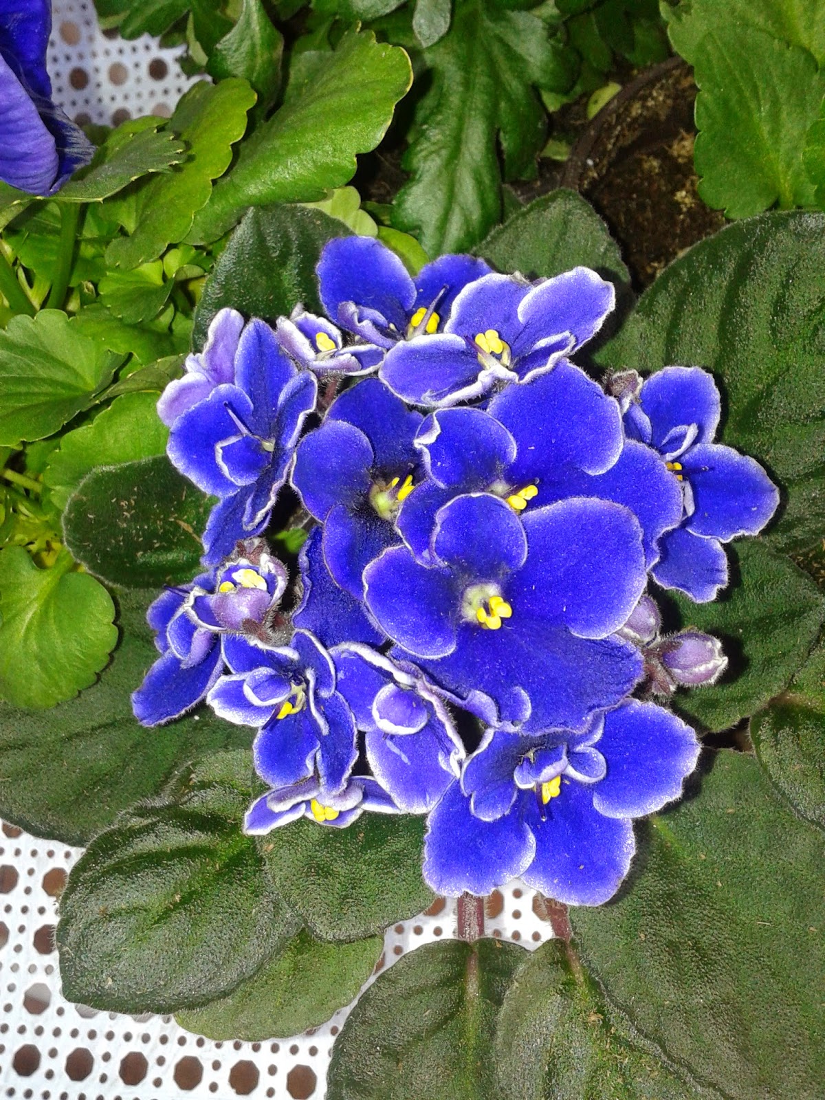 violeta africana o saintpaulia