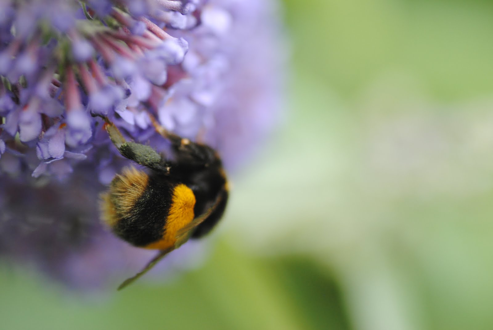 English Plants WILDFLOWERS FOR BEES