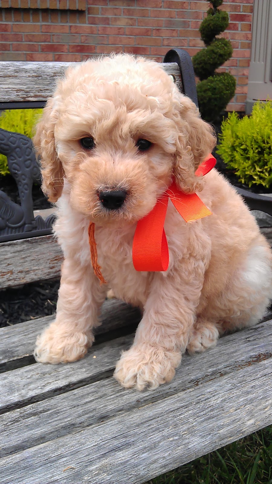Cincinnati, Ohio Goldendoodle Breeder