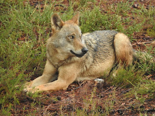 2015-10-06-Robledo%2Bcentro%2Bdel%2BLobo