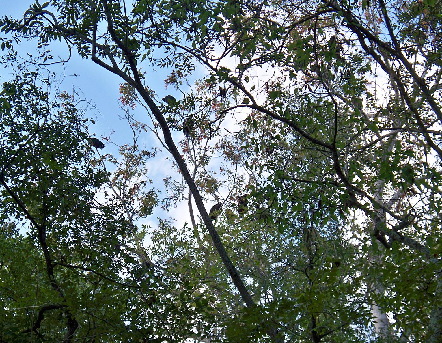Stealth Survival Powers of Observation Buzzards in a Tree