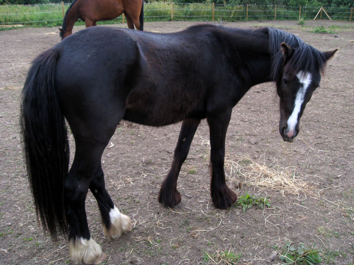 My Equestrian World Looking At Your Horse in a New Light