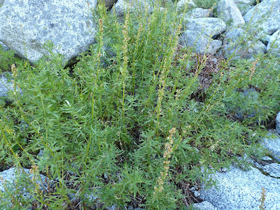 Artemisia sp. on the Start of the Climb to Aasgard Pass
